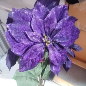 Poinsettia Bush Purple